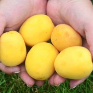 Саженец абрикос Ананасный